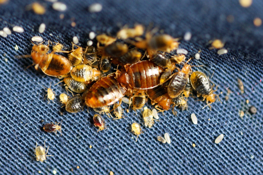 Bed bugs of all life stages, eggs and cast skins