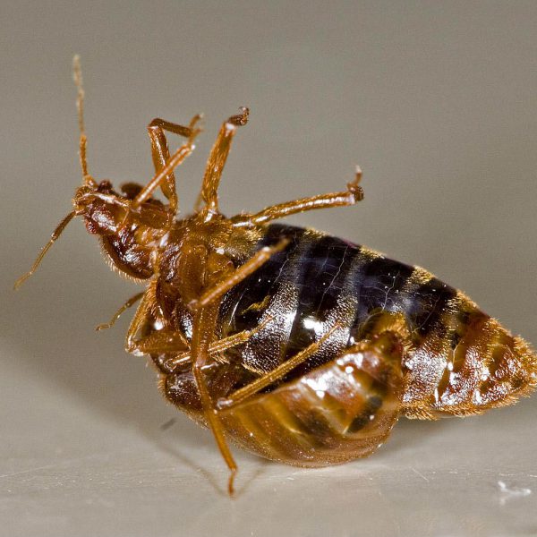 Bed Bugs Mating