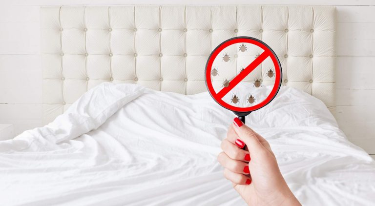 What Attracts Bed Bugs? - Pure Environmental