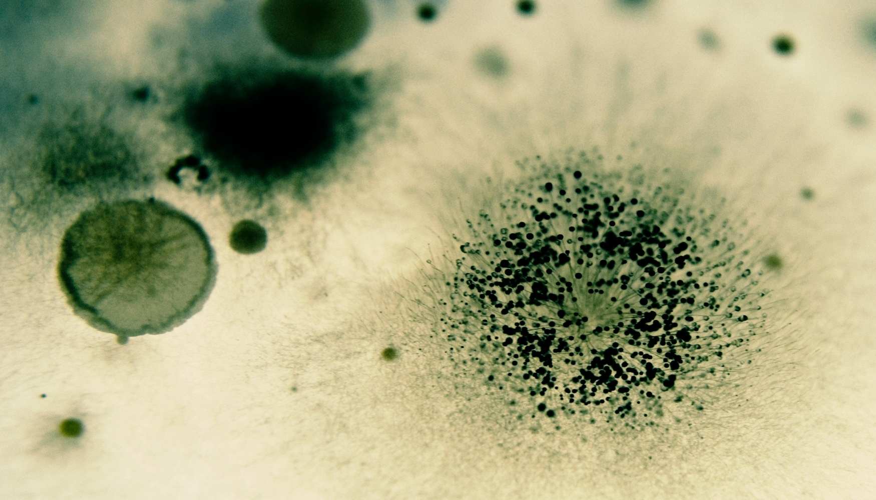 how-to-get-mold-spores-out-of-air