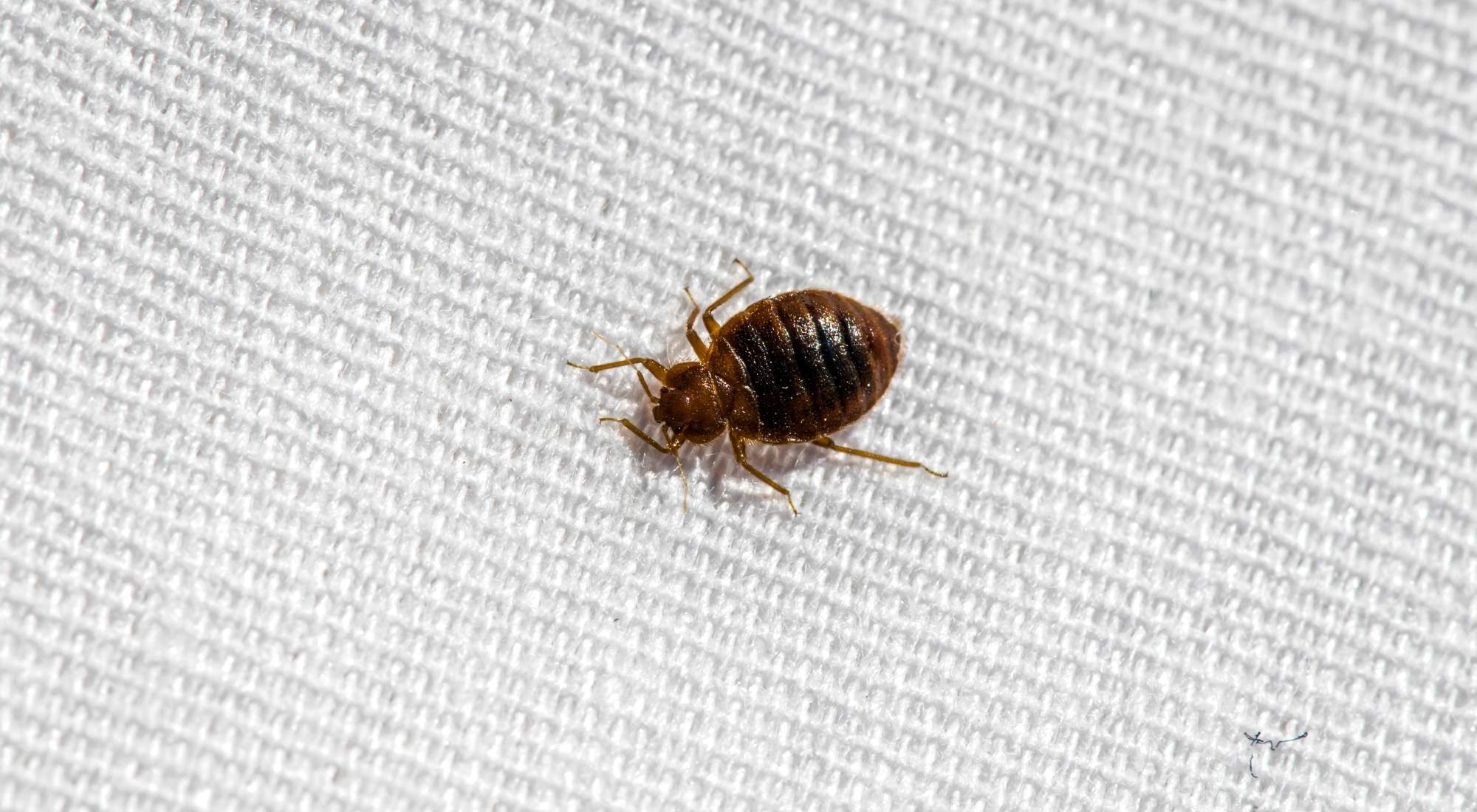 How Do You Get Bed Bugs Out of Hiding? Pure Environmental