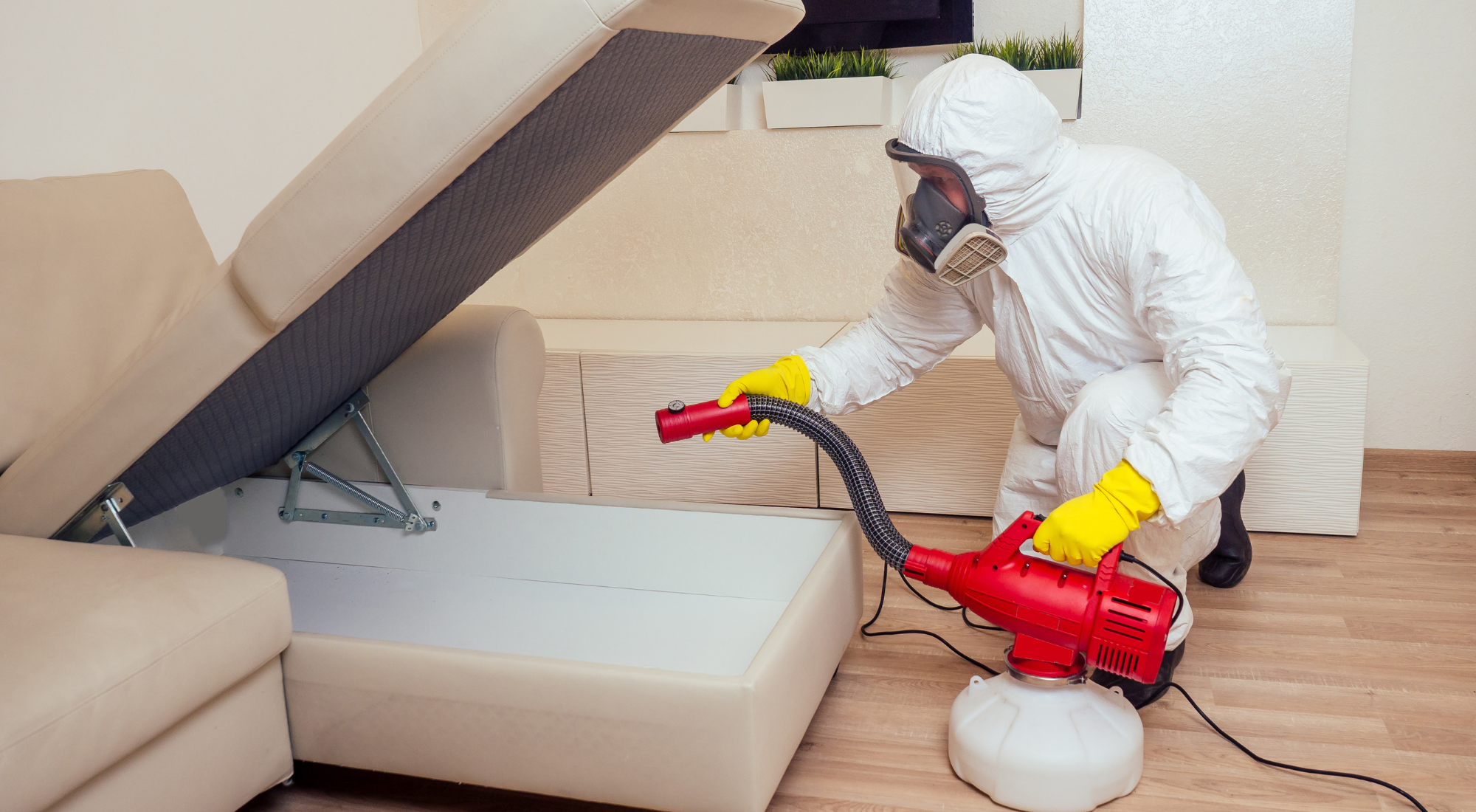 bed bug treatment heat vs chemical