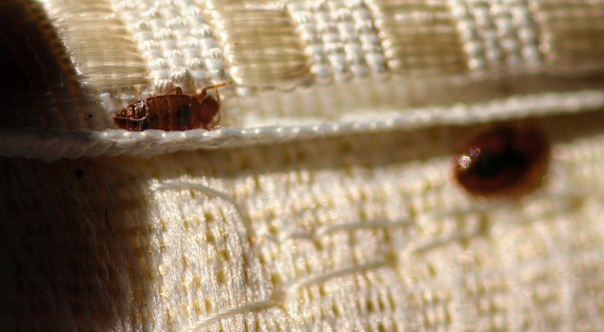 heat vs chemical bed bug treatment