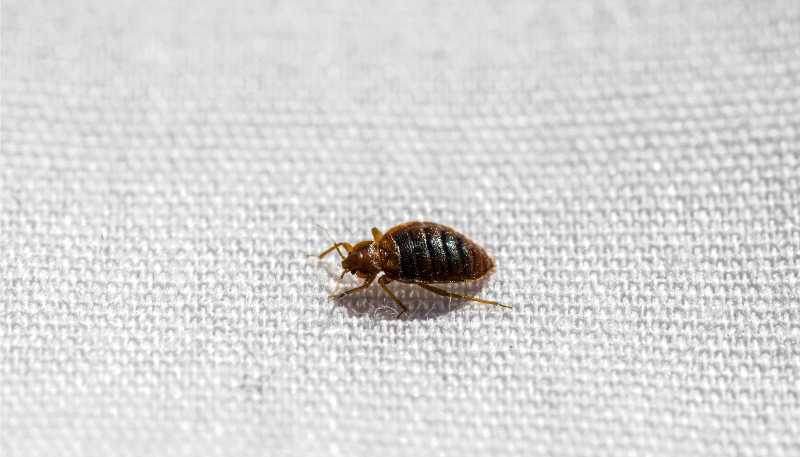 How Fast Do Bed Bugs Spread? Pure Environmental