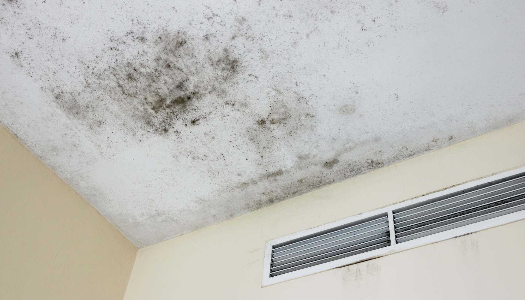 what is mold smell like (1)