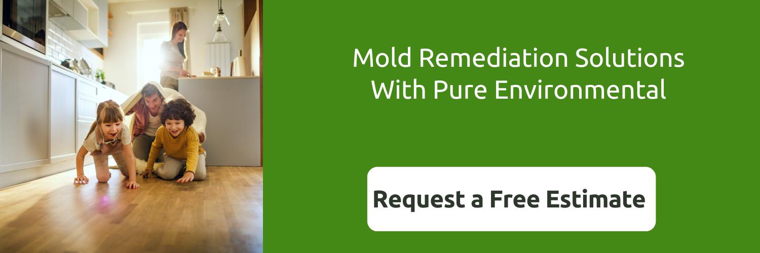 how to remove black mold from basement walls