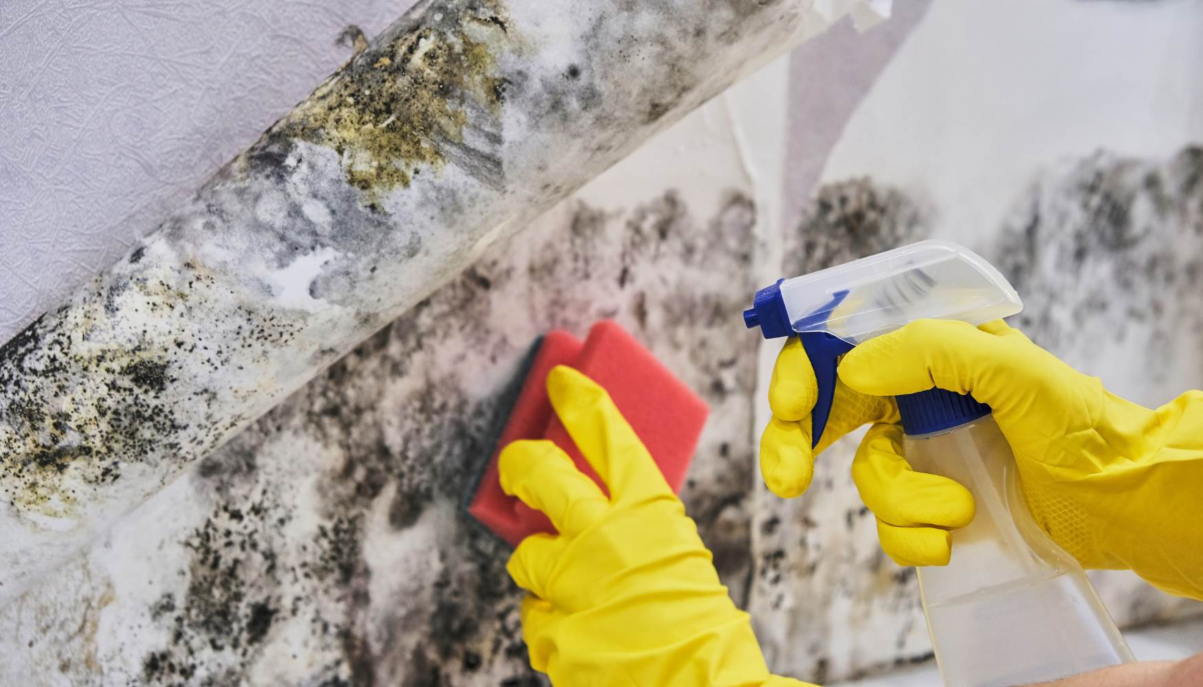 how to remove mold from basement walls 