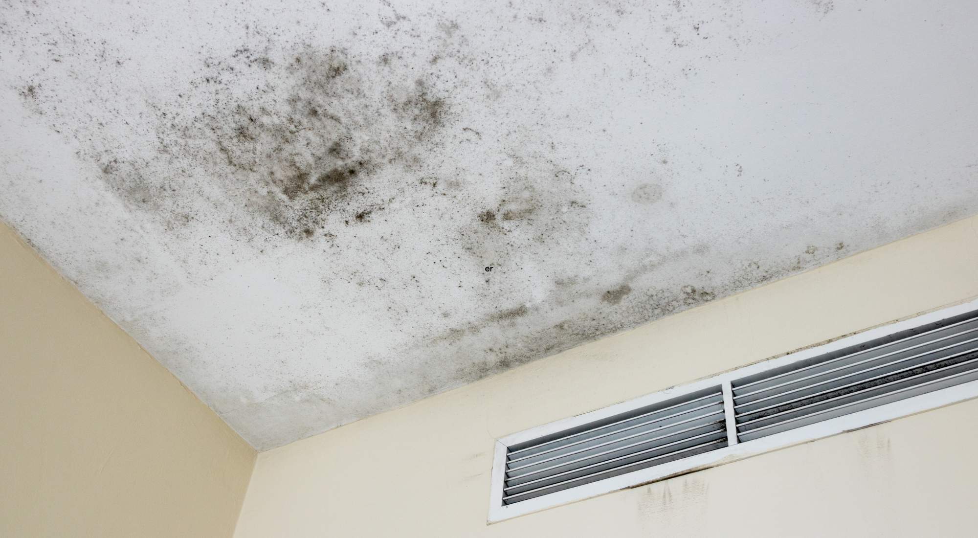 when to walk away from mold in a house