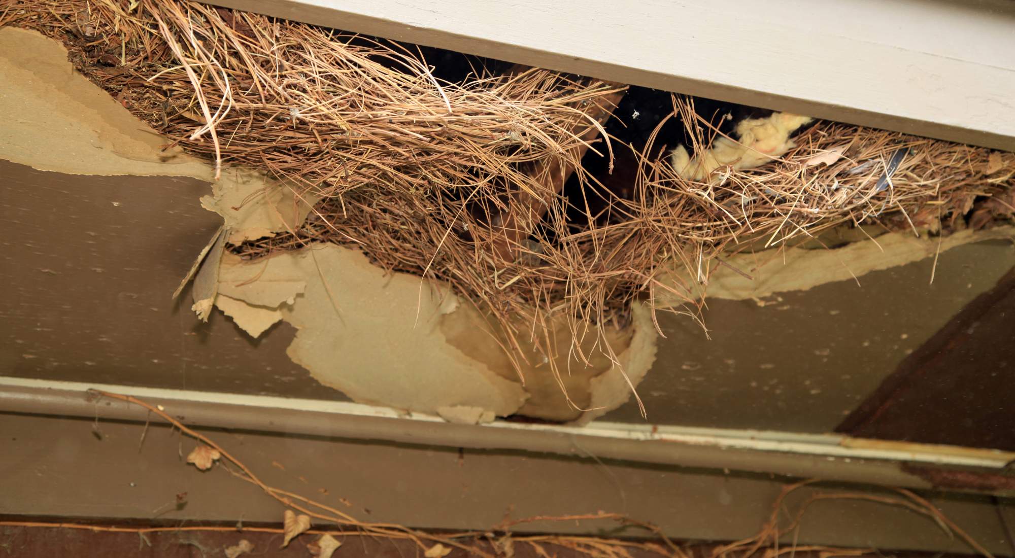 how to get rid of rodent in attic