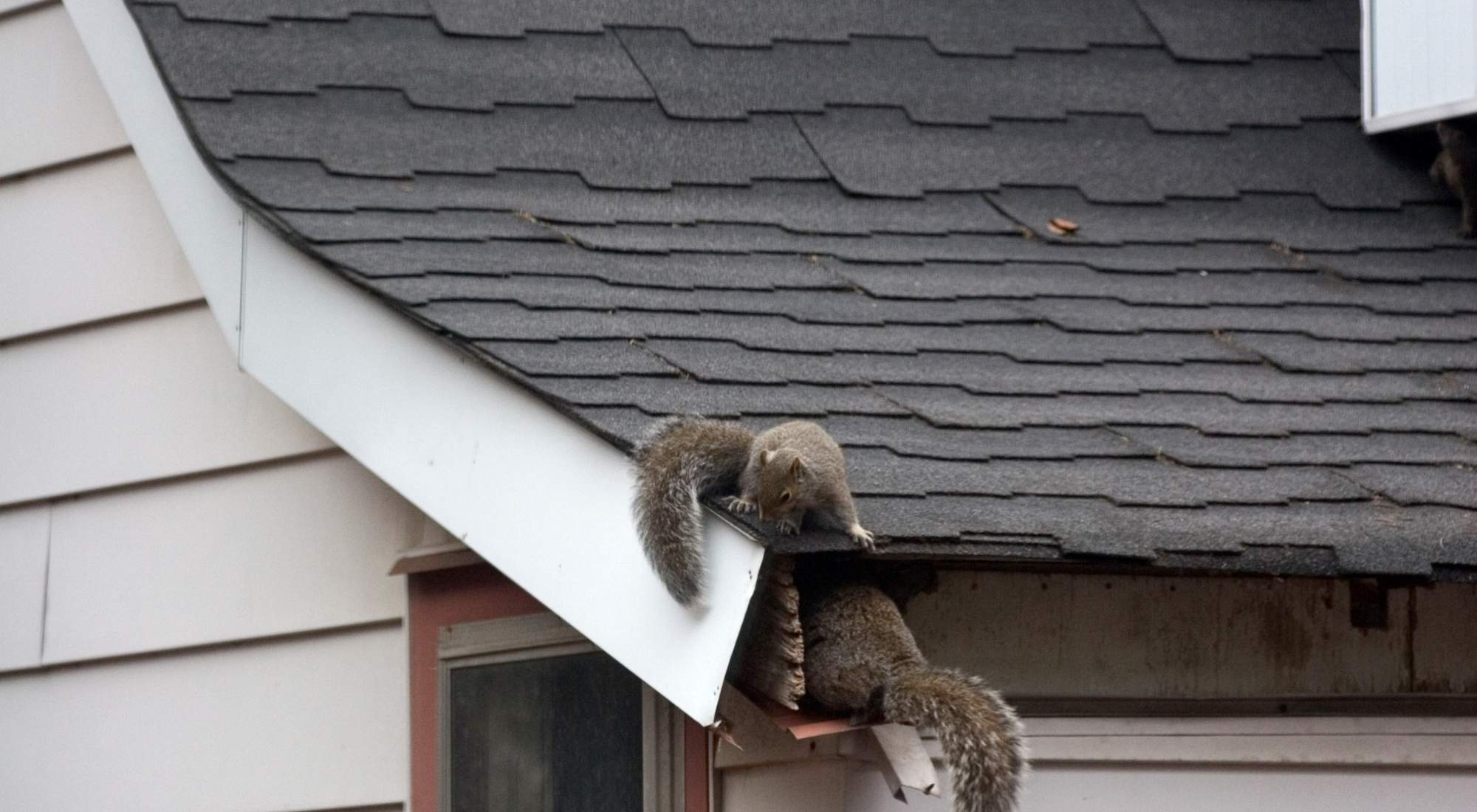 how to get rid of rodents in your attic