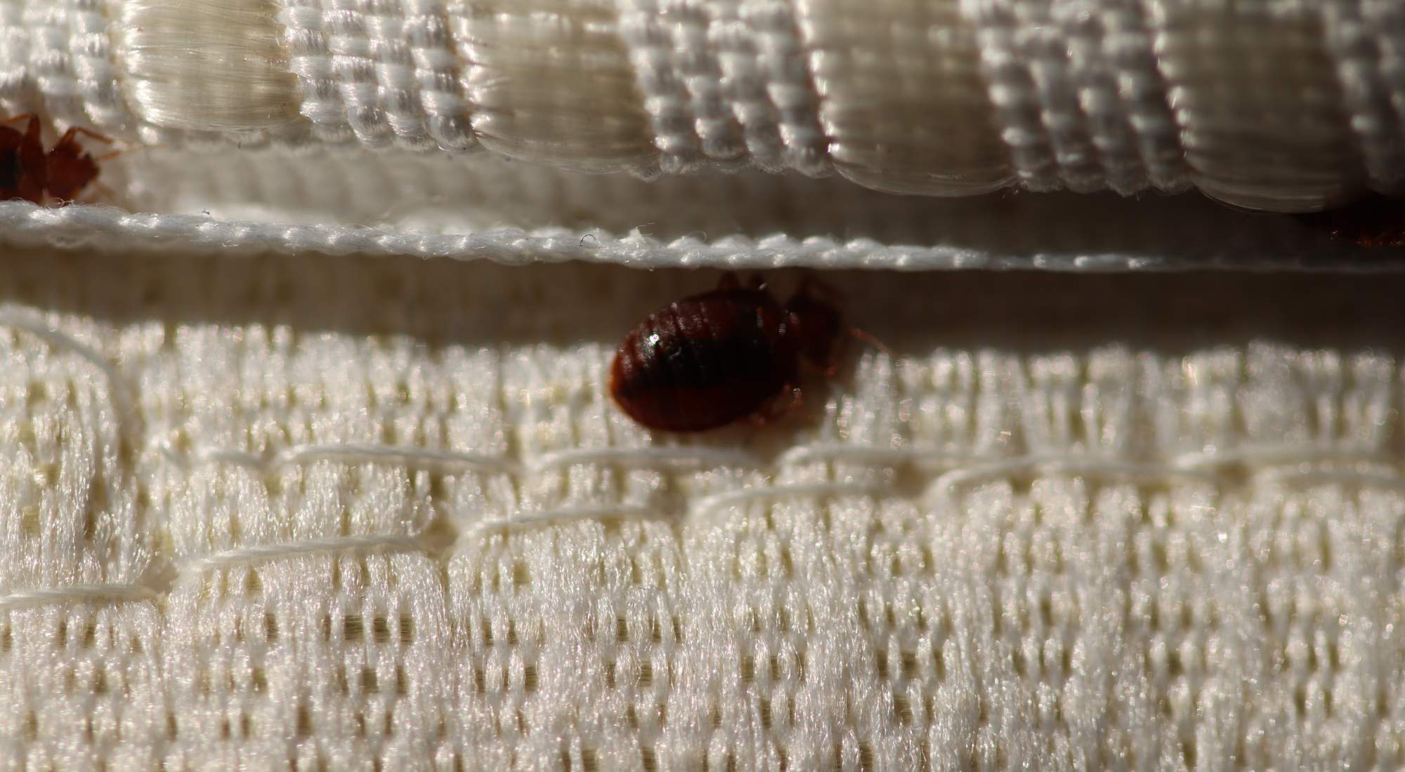 heat treatment for bed bugs pros and cons