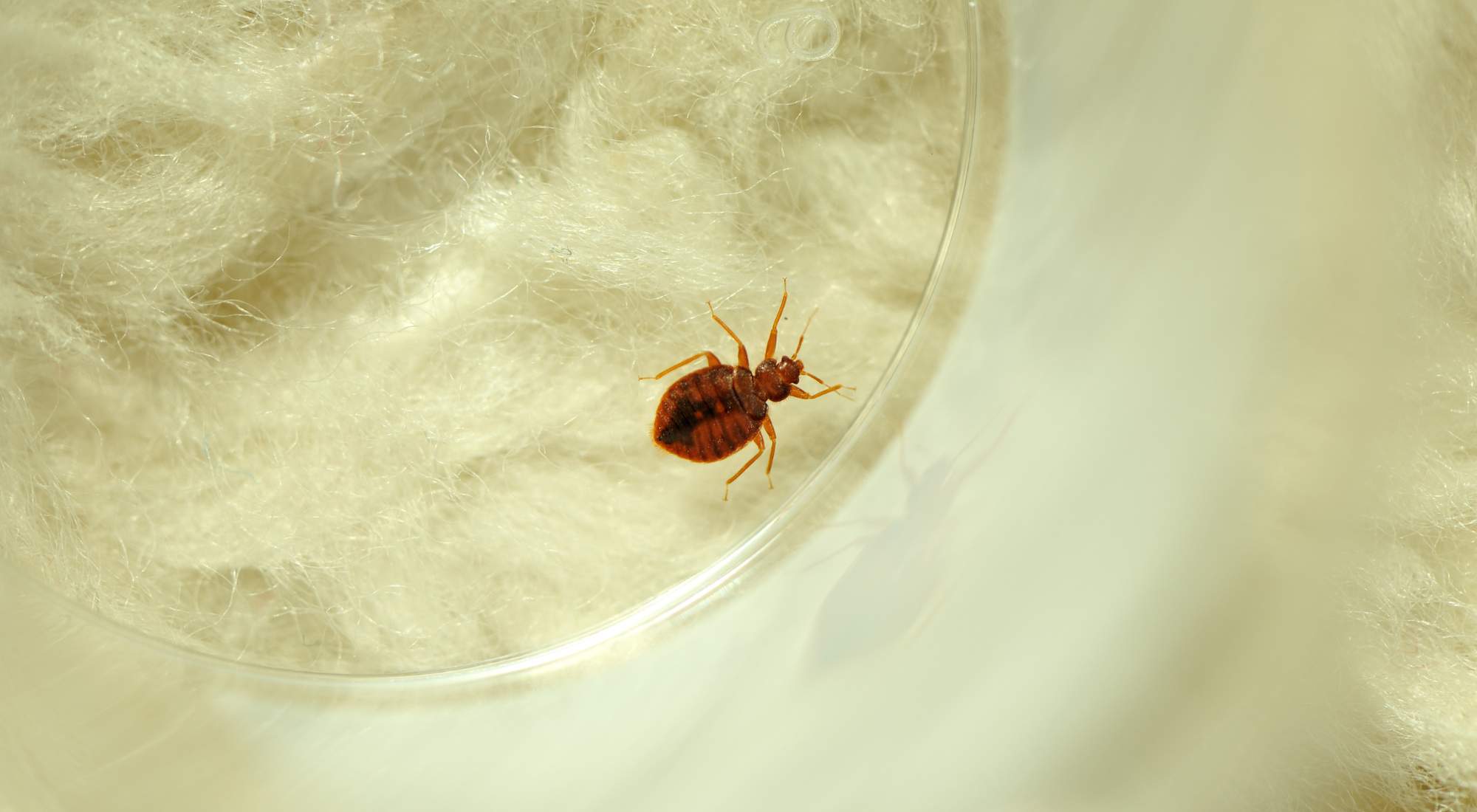 pros and cons heat treatment for bed bugs