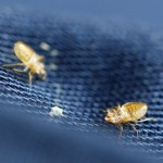 Bed bug cast skins (molted skins) on bed sheet