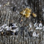 Bed bug hatched eggs (translucent) fecal spotting (black) and cast skin (tan)