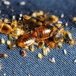 Bed bugs of all life stages, eggs and cast skins