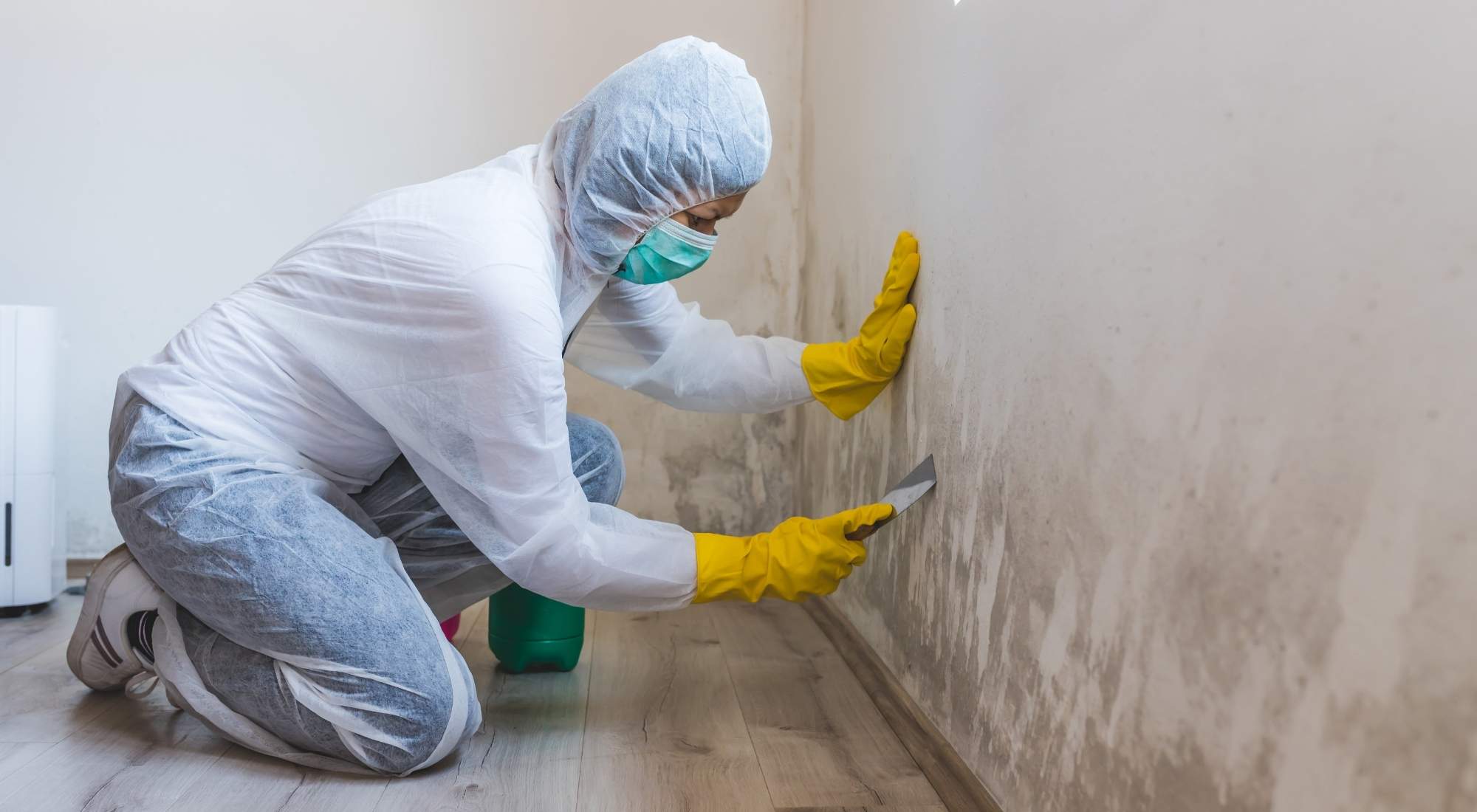 Mold Removal Toms River Nj