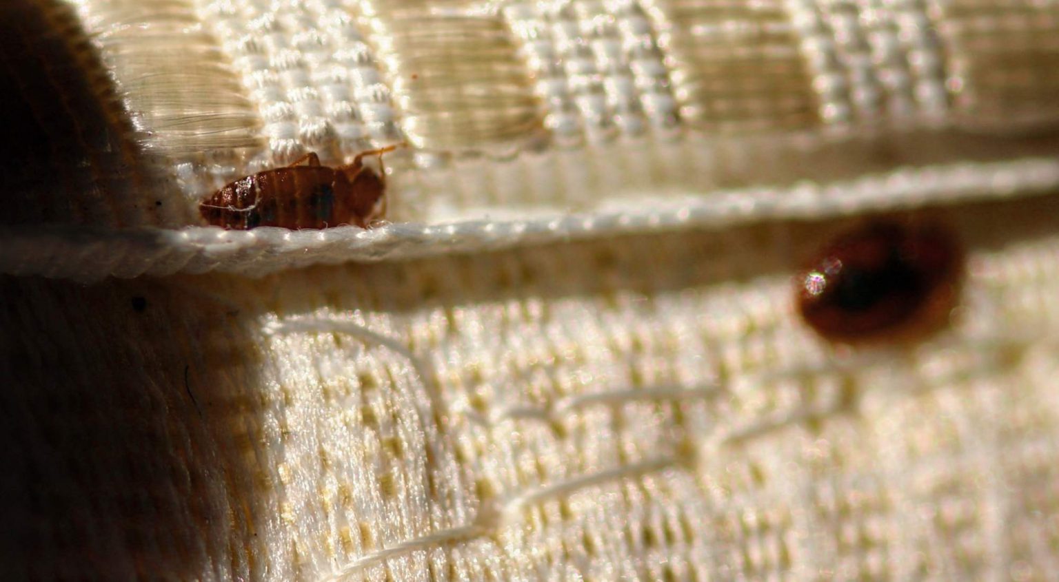 Do Bed Bugs Fly? - Pure Environmental