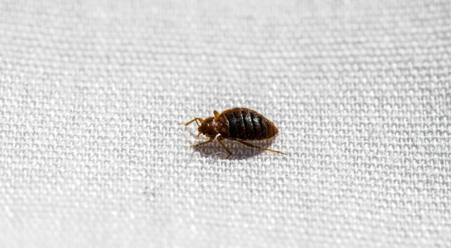 where-should-you-sleep-if-you-have-bed-bugs-pure-environmental