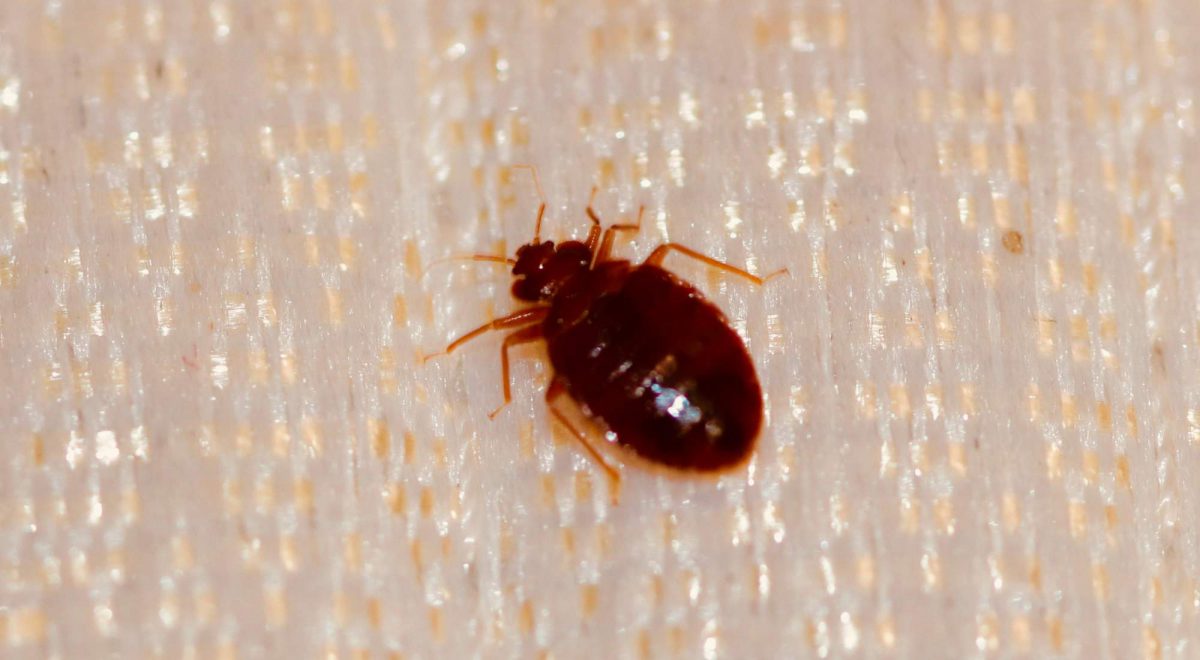 Do Bed Bug Bombs Work? - Pure Environmental