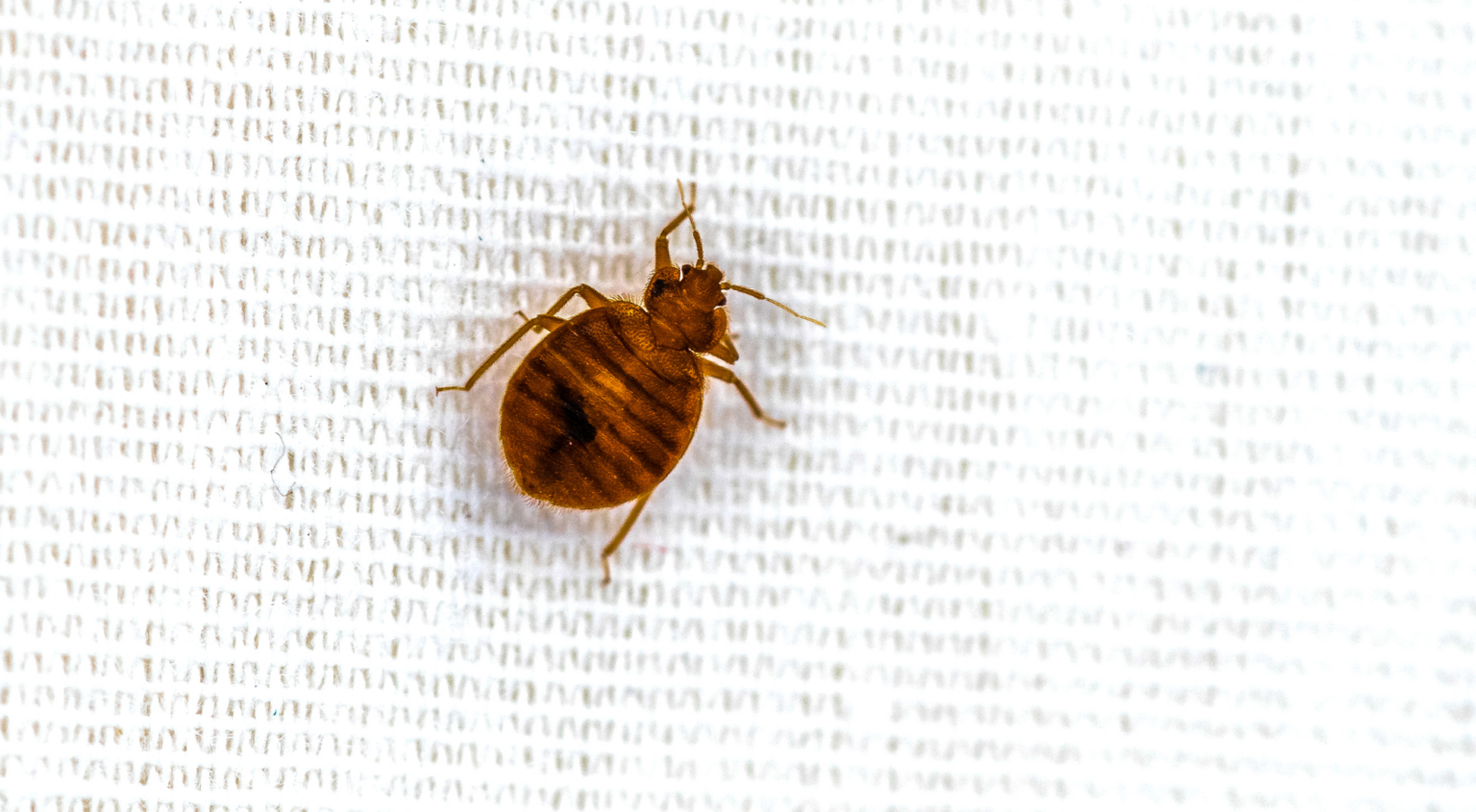 Does The Dryer Kill Bed Bugs