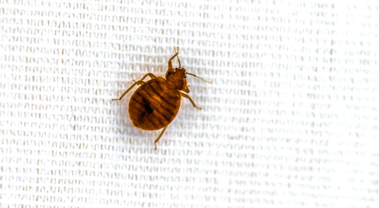 does-the-dryer-kill-bed-bugs-pure-environmental