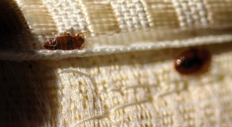 Heat Treatment Vs. Chemical For Bed Bugs: Which Is Best? - Pure 